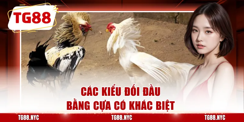 Đá Gà Cựa Sắt - Các Trận Đấu Kịch Tính Nảy Lửa, Thắng Khủng 3 Các kiểu đối đầu bằng cựa có khác biệt