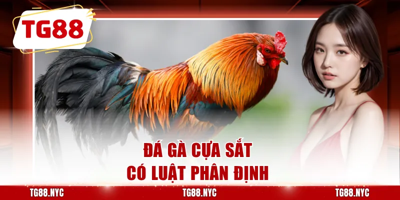Đá Gà Cựa Sắt - Các Trận Đấu Kịch Tính Nảy Lửa, Thắng Khủng 2 Đá gà cựa sắt có luật phân định