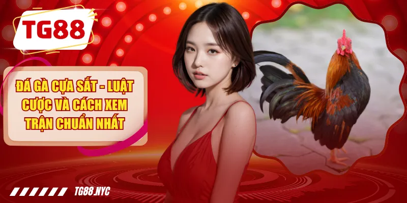 Đá Gà Cựa Sắt - Các Trận Đấu Kịch Tính Nảy Lửa, Thắng Khủng 1 Đá Gà Cựa Sắt - Luật Cược Và Cách Xem Trận Chuẩn Nhất