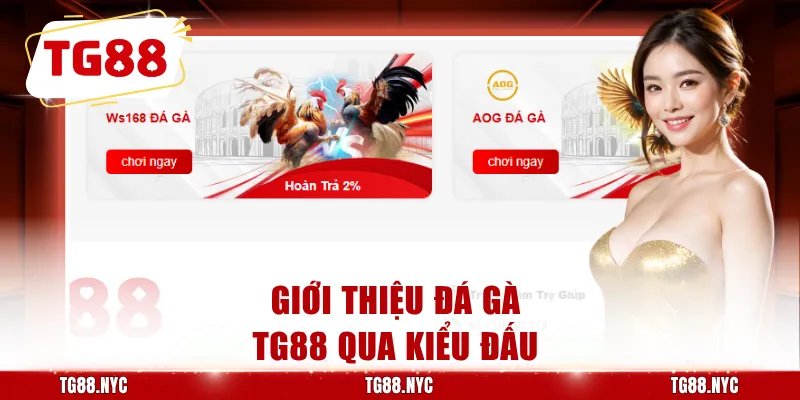 Giới thiệu đá gà TG88 qua kiểu đấu