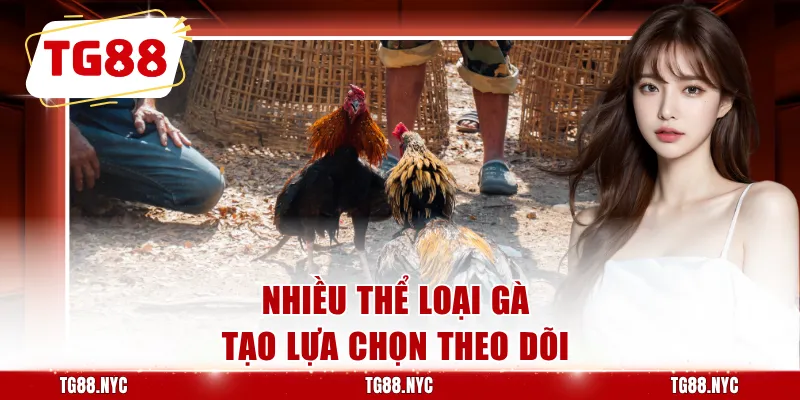 Đá Gà Thomo – Theo Dõi Đá Gà Campuchia Trực Tuyến 3 Nhiều thể loại gà tạo lựa chọn theo dõi