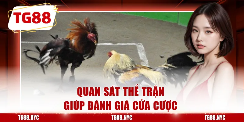 Đá Gà Cựa Sắt - Các Trận Đấu Kịch Tính Nảy Lửa, Thắng Khủng 4 Quan sát thế trận giúp đánh giá cửa cược